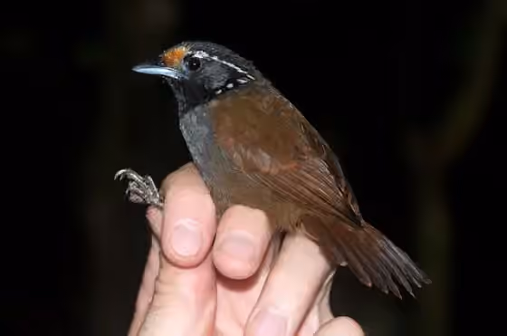 Dokumentasi Stachyris leucotis