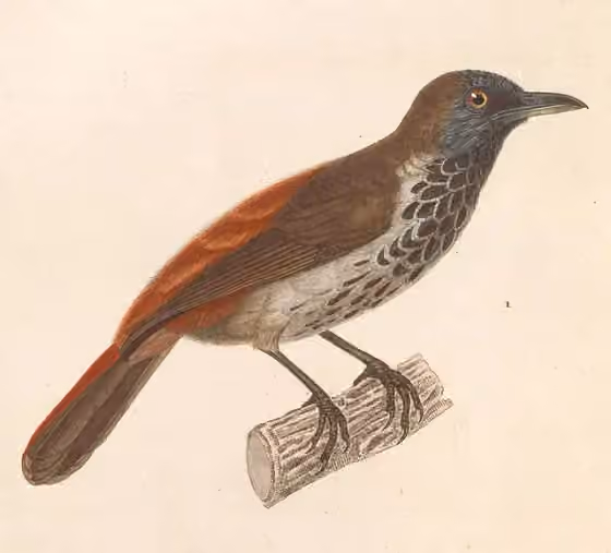 Ilustrasi Stachyris maculata