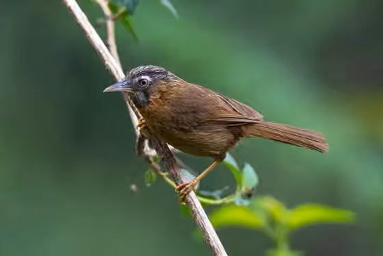 Dokumentasi Stachyris nigriceps
