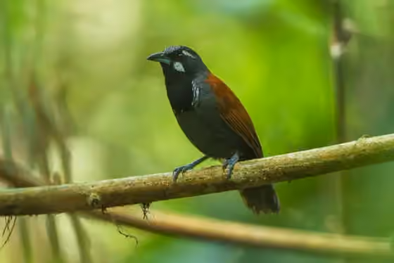 Dokumentasi Stachyris nigricollis