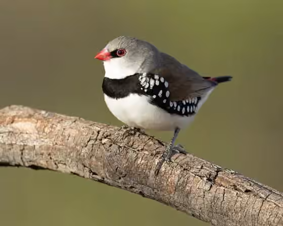 Dokumentasi Stagonopleura guttata