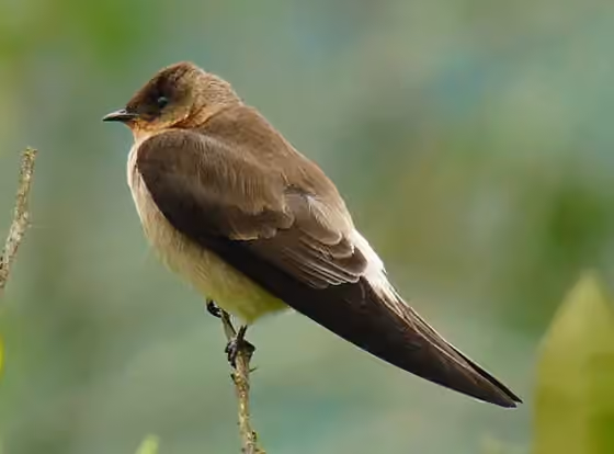 Dokumentasi Stelgidopteryx ruficollis