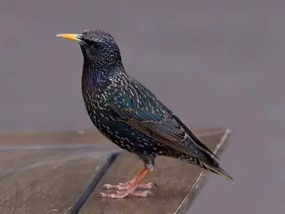 Dokumentasi Sturnus vulgaris