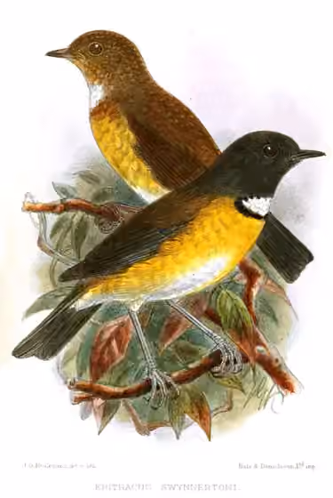 Ilustrasi dokumenter Swynnertonia swynnertoni pada pelat dengan beberapa figur burung