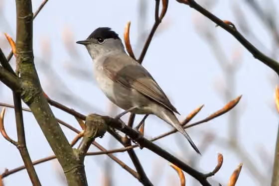 Dokumentasi Sylvia atricapilla