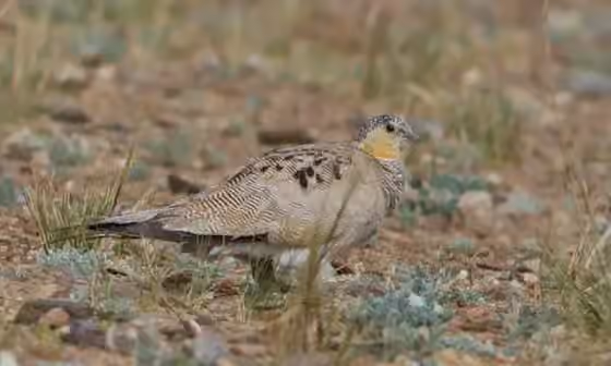 Dokumentasi Syrrhaptes tibetanus
