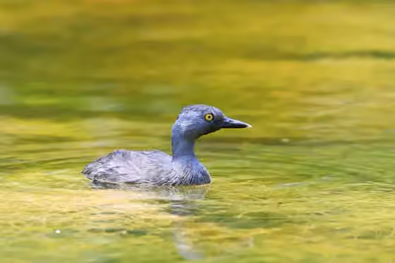 Dokumentasi Tachybaptus dominicus