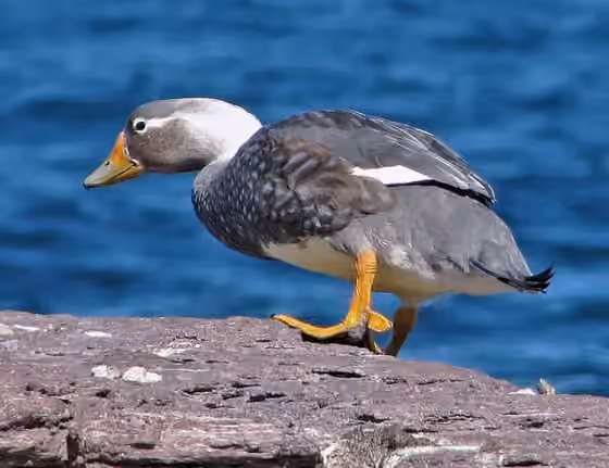 Dokumentasi Tachyeres leucocephalus