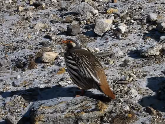 Dokumentasi Tetraogallus tibetanus