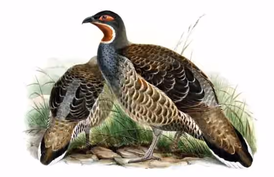 Ilustrasi Tetraophasis obscurus