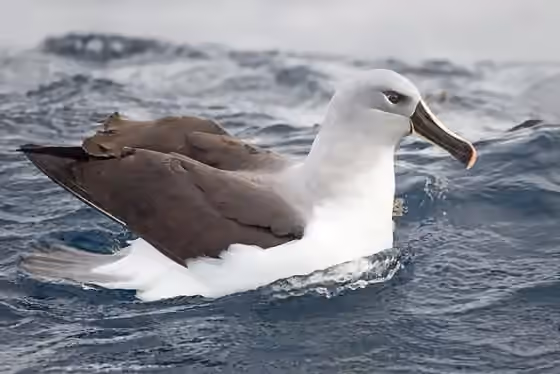 Dokumentasi Thalassarche chrysostoma