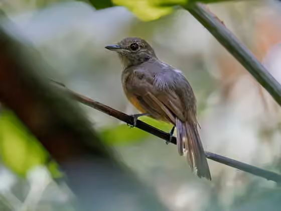 Dokumentasi Thamnomanes ardesiacus