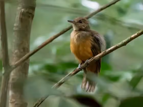Dokumentasi Thamnomanes caesius
