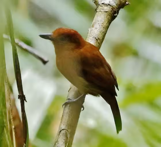 Dokumentasi Thamnophilus aethiops