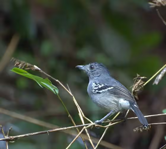 Dokumentasi Thamnophilus caerulescens