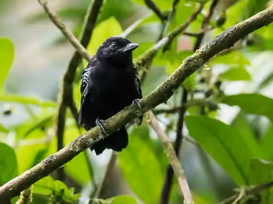 Dokumentasi Thamnophilus cryptoleucus