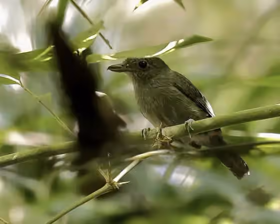 Dokumentasi Thamnophilus murinus