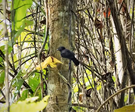 Dokumentasi Thamnophilus nigriceps