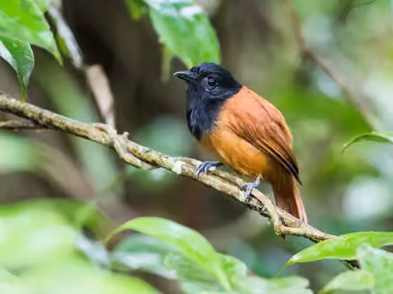 Dokumentasi Thamnophilus praecox