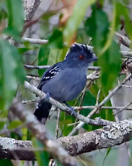 Dokumentasi Thamnophilus stictocephalus