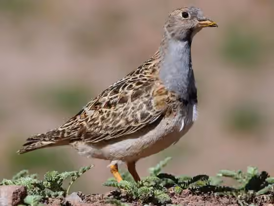 Dokumentasi Thinocorus orbignyianus