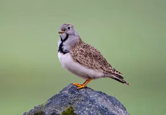 Dokumentasi Thinocorus rumicivorus