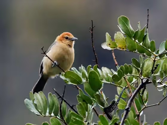 Dokumentasi Thlypopsis inornata