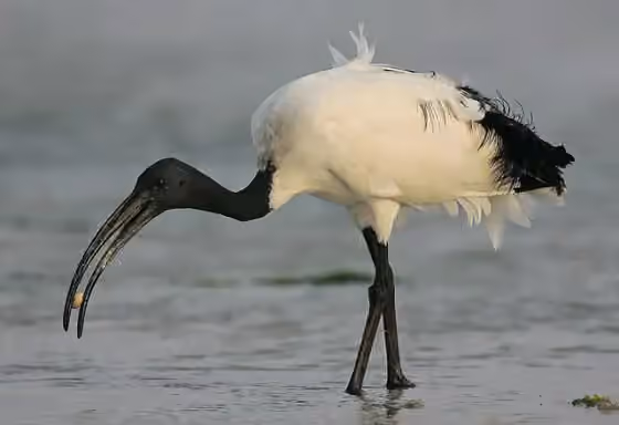 Dokumentasi Threskiornis aethiopicus