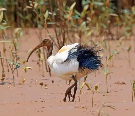 Dokumentasi Threskiornis bernieri