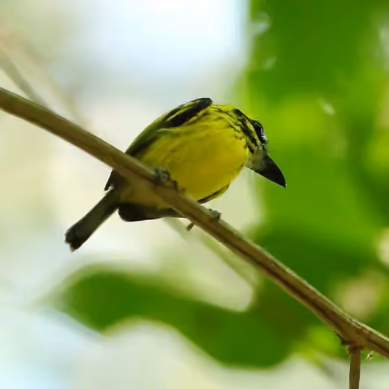 Dokumentasi Todirostrum chrysocrotaphum