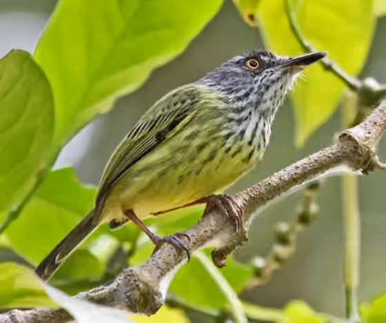 Dokumentasi Todirostrum maculatum