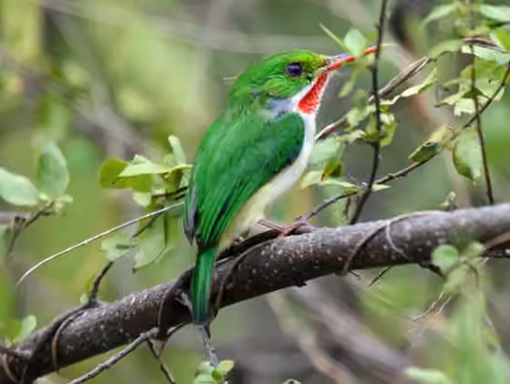 Dokumentasi Todus mexicanus