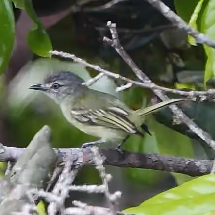 Dokumentasi Tolmomyias poliocephalus