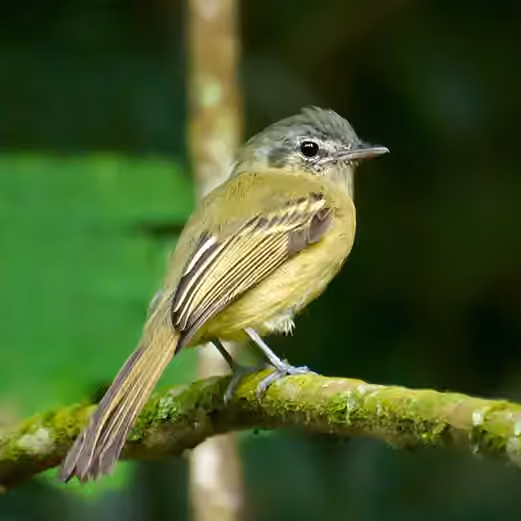 Dokumentasi Tolmomyias sulphurescens