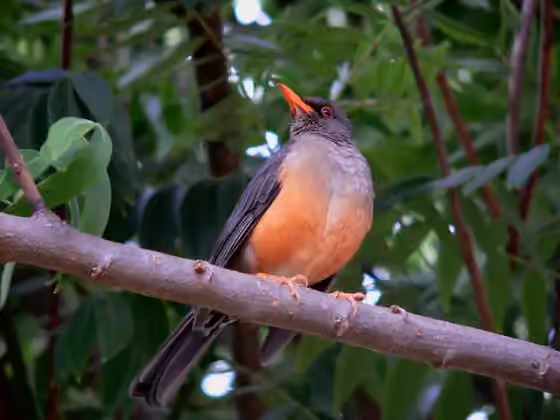 Dokumentasi Turdus abyssinicus