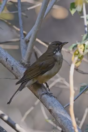 Dokumentasi Turdus assimilis