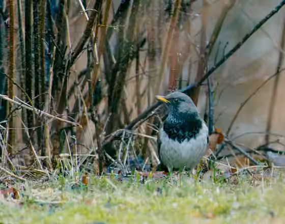 Dokumentasi Turdus atrogularis