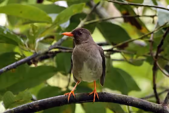 Dokumentasi Turdus aurantius