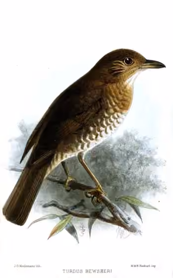 Ilustrasi dokumenter Turdus bewsheri