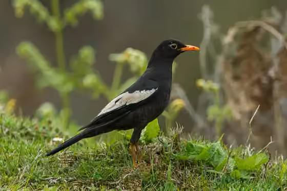 Dokumentasi Turdus boulboul