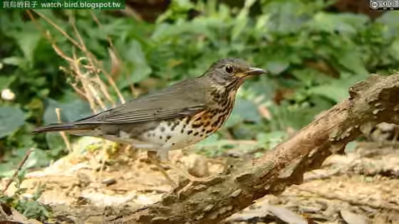 Dokumentasi Turdus cardis