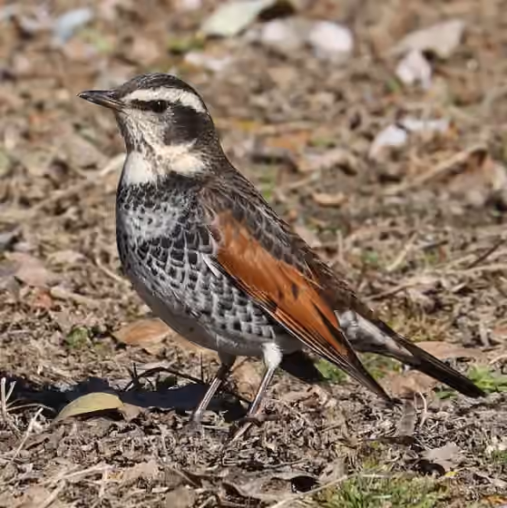 Dokumentasi Turdus eunomus