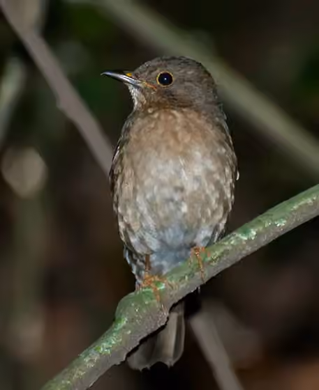 Dokumentasi Turdus flavipes