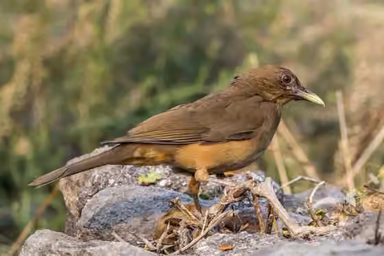 Dokumentasi Turdus grayi