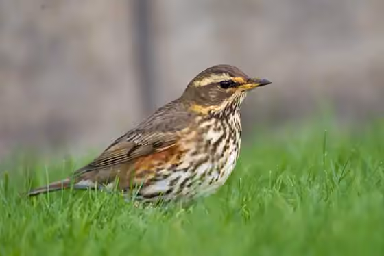Dokumentasi Turdus iliacus