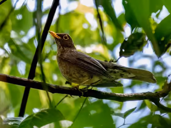 Dokumentasi Turdus lawrencii