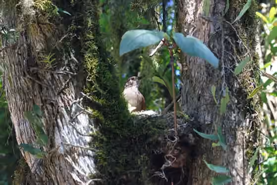 Dokumentasi Turdus leucomelas