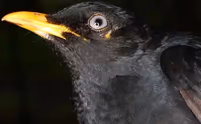 Dokumentasi Turdus leucops