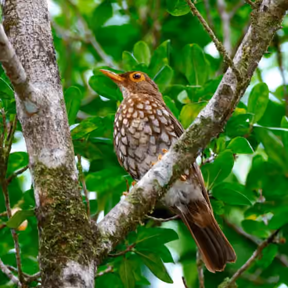 Dokumentasi Turdus lherminieri