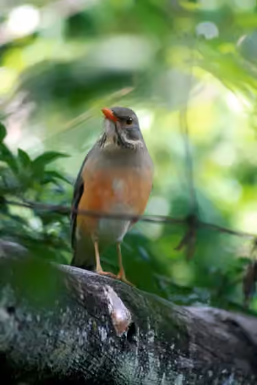 Dokumentasi Turdus libonyana